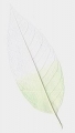 SUHO CVIJEE LEAF DOUBLE COLOR GREEN-WHITE LB-10 Art. 8617