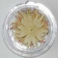 Suho cvijeæe K45-STARS WHITE, Art. 8604